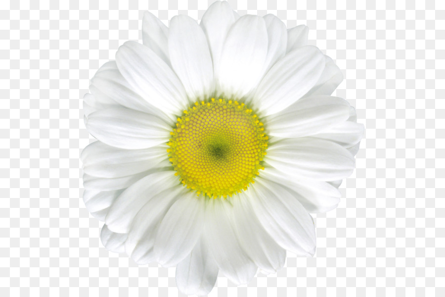 Common daisy Stock photography Royalty-free Clip art - camomile png download - 576*600 - Free Transparent Common Daisy png Download.