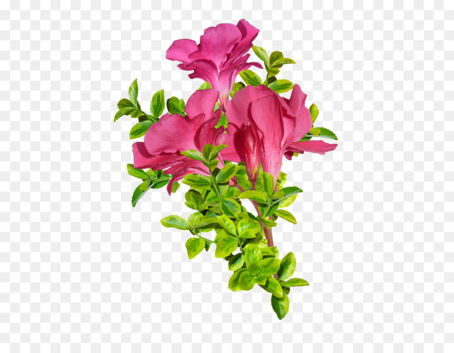 Damask rose Flower Pink - Antique decorative silhouette icon png download - 600*682 - Free Transparent Damask Rose png Download.