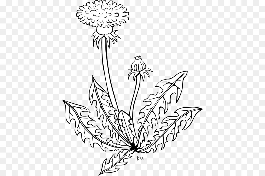 The Dandelion Common Dandelion Clip art Vector graphics Drawing - dandelion Black png download - 480*599 - Free Transparent Dandelion png Download.