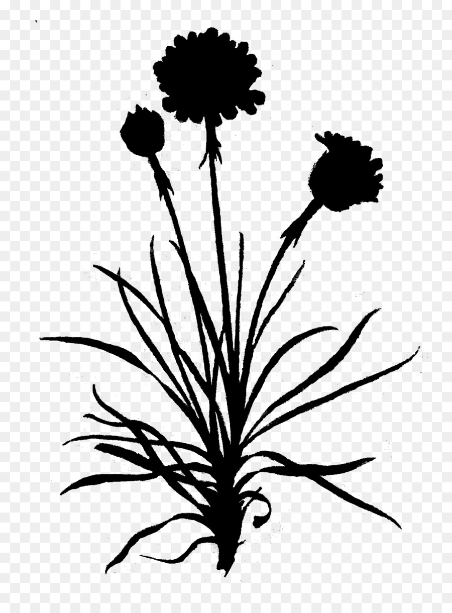 Dandelion Clip art Leaf Floral design -  png download - 1195*1600 - Free Transparent Dandelion png Download.