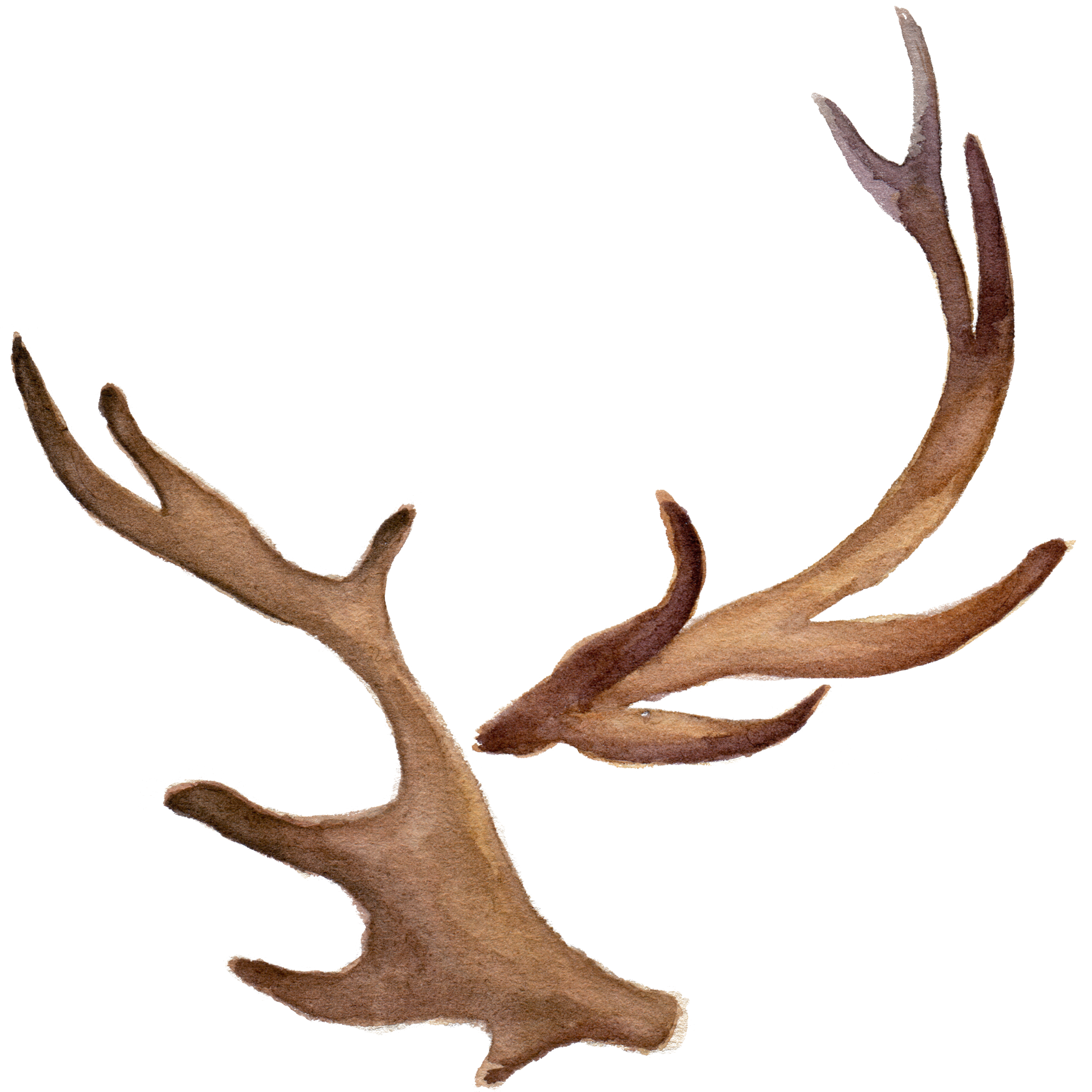 List 102+ Pictures Pictures Of Deer With Antlers Superb