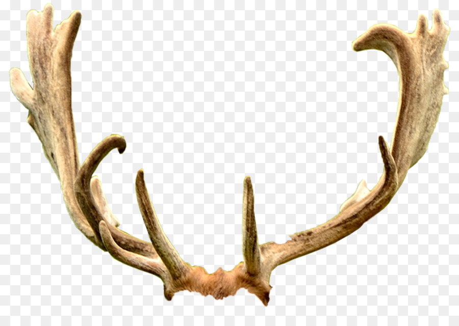 Deer Antler Trophy hunting Ford Mustang Horn - deer antler png download - 1748*1240 - Free Transparent Deer png Download.