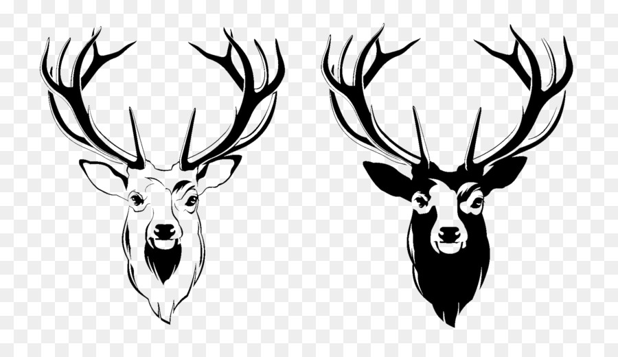 Red deer Antler Moose - Deer Head PNG Picture png download - 1800*1030 - Free Transparent Deer png Download.