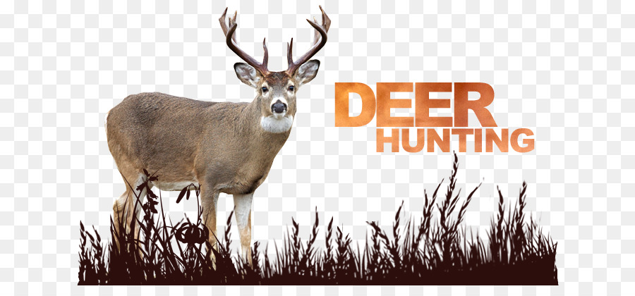 White-tailed deer Reindeer Antler Deer hunting - Deer Hunter png download - 687*405 - Free Transparent Whitetailed Deer png Download.