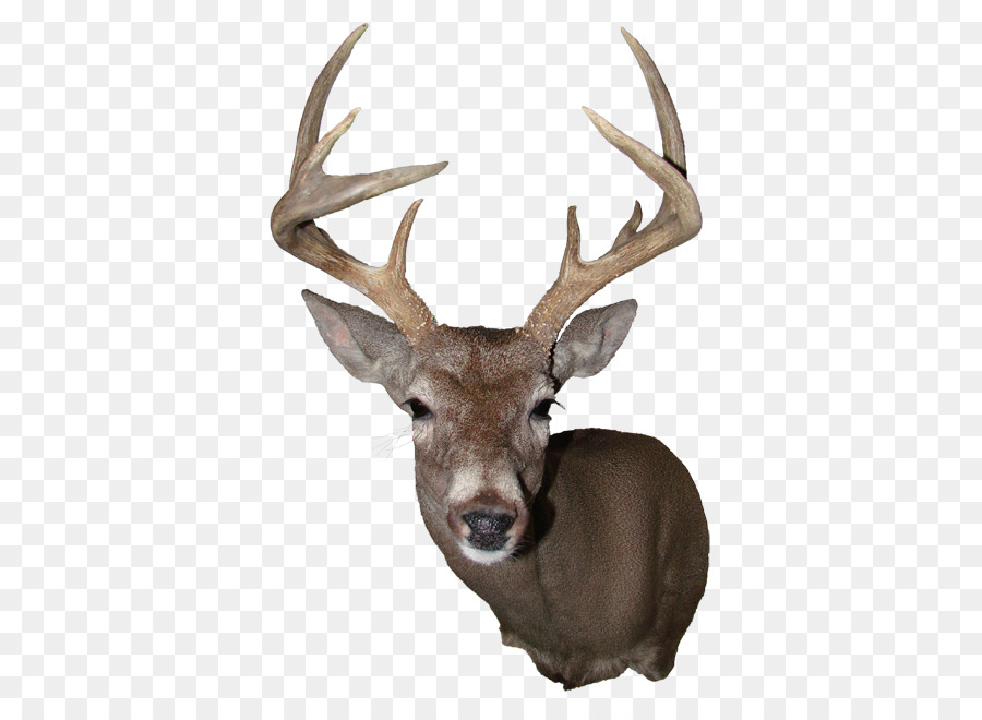 Elk White-tailed deer Reindeer Antler - large deer head png download - 441*650 - Free Transparent Elk png Download.