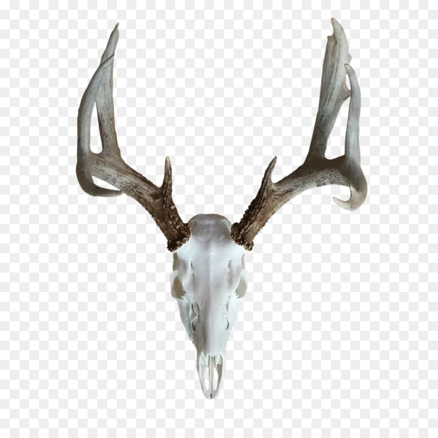 Reindeer Elk Antler Horn - deer png download - 1030*1030 - Free Transparent Deer png Download.