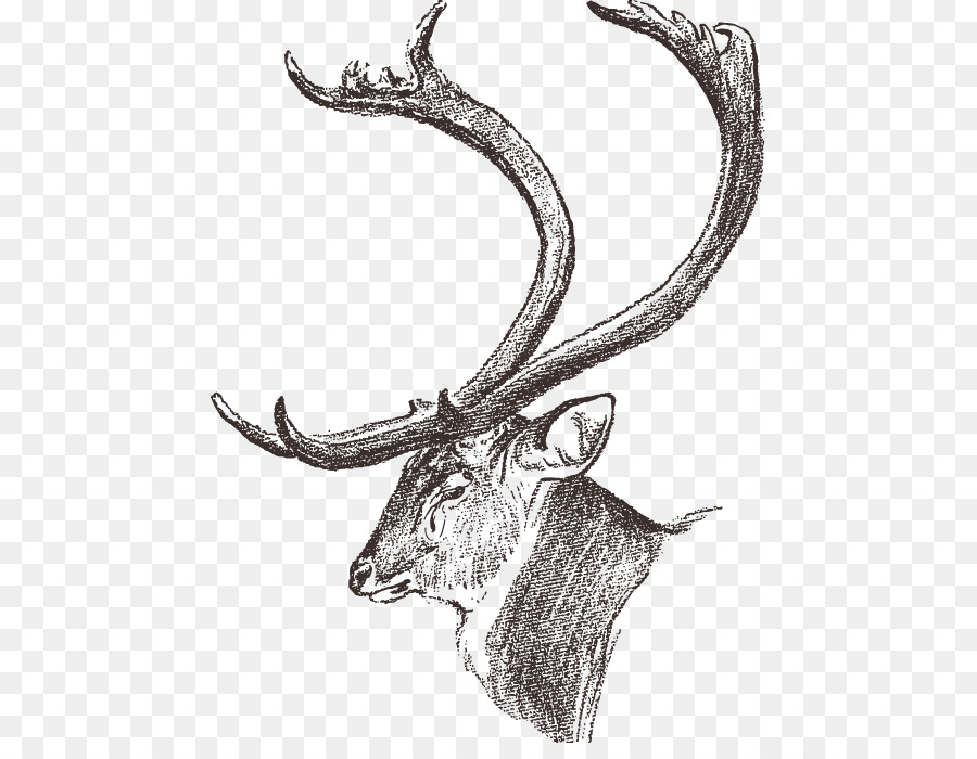 Dhole Chital Elk Antler Drawing - Huge antlers of deer png download - 511*685 - Free Transparent Dhole png Download.