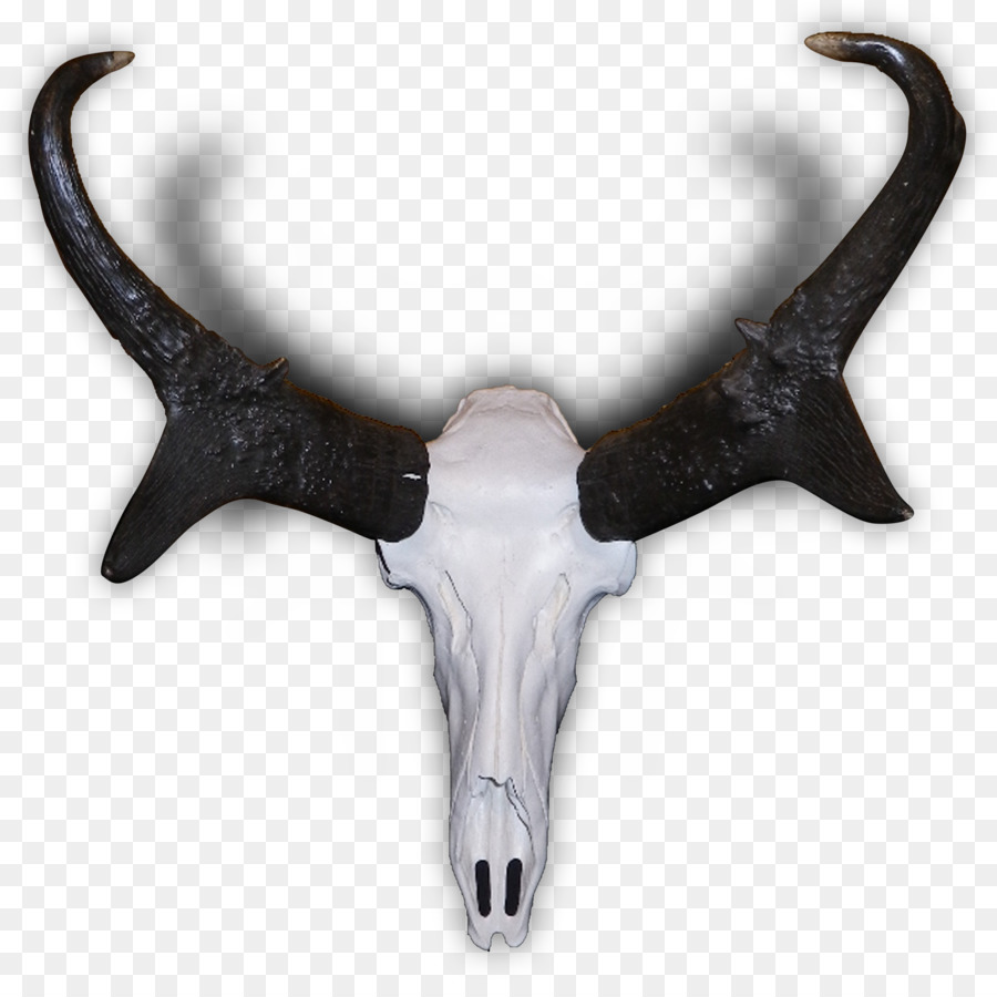 Pronghorn Antelope Elk Antler - horns png download - 3319*3262 - Free Transparent Pronghorn png Download.