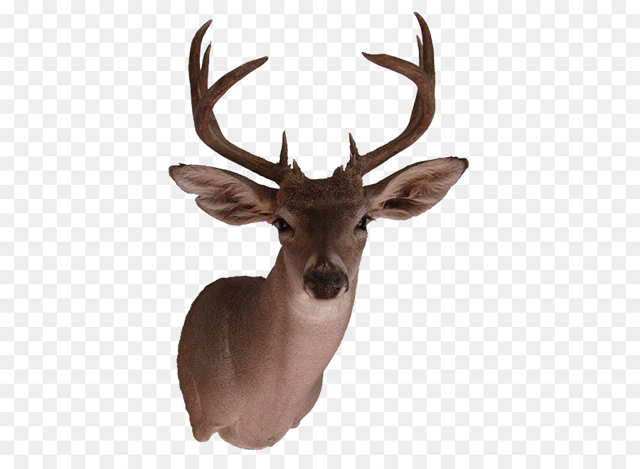Elk White-tailed deer Reindeer Antler - wild Animals png download - 455*650 - Free Transparent Elk png Download.