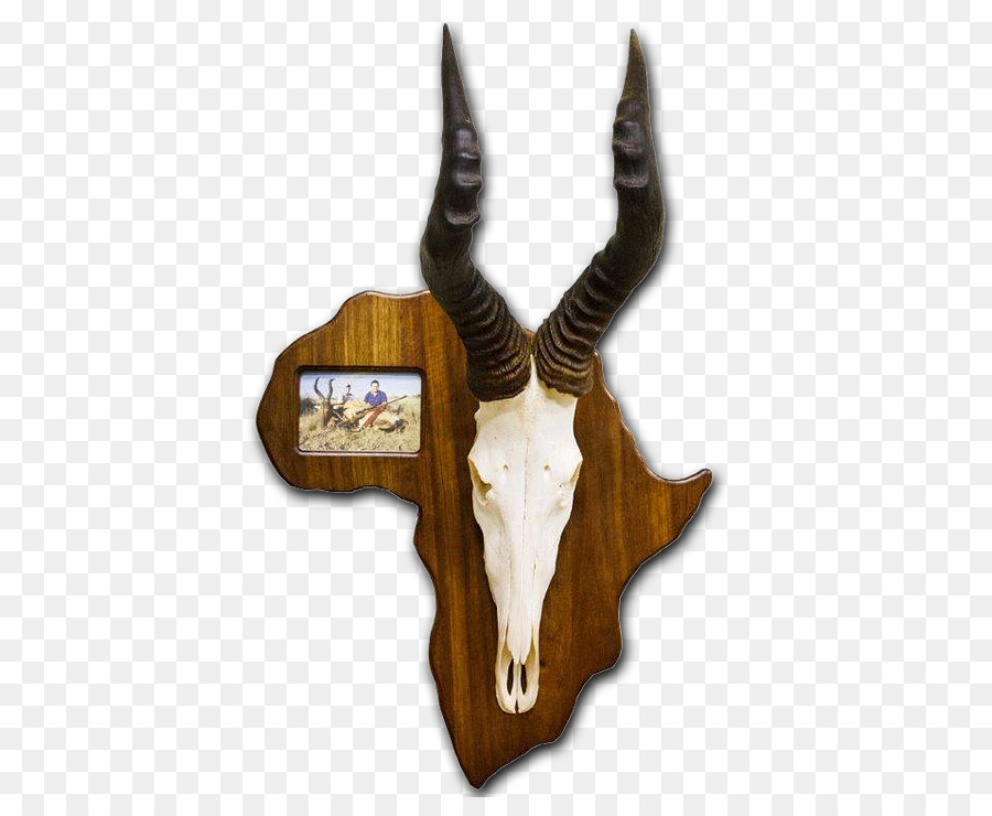 Trophy hunting Taxidermy Skull mounts Horn - others png download - 482*723 - Free Transparent Trophy Hunting png Download.