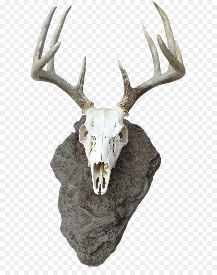 Reindeer White-tailed deer Skull mounts Antler - Reindeer png download - 678*1125 - Free Transparent Reindeer png Download.