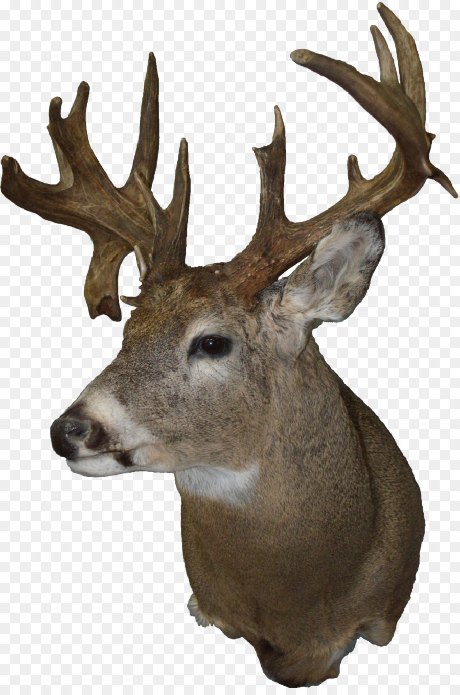 White-tailed deer Taxidermy Moose Elk - fork png download - 1000*1497 - Free Transparent Whitetailed Deer png Download.