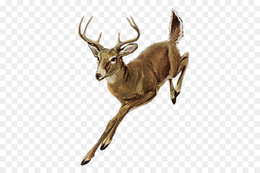 Red deer Elk - Running deer png download - 600*600 - Free Transparent Deer png Download.