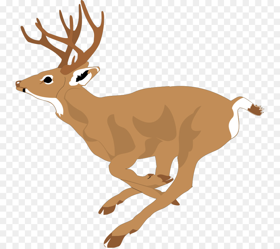 White-tailed deer Running Clip art - Free Deer Pictures png download - 800*796 - Free Transparent Deer png Download.