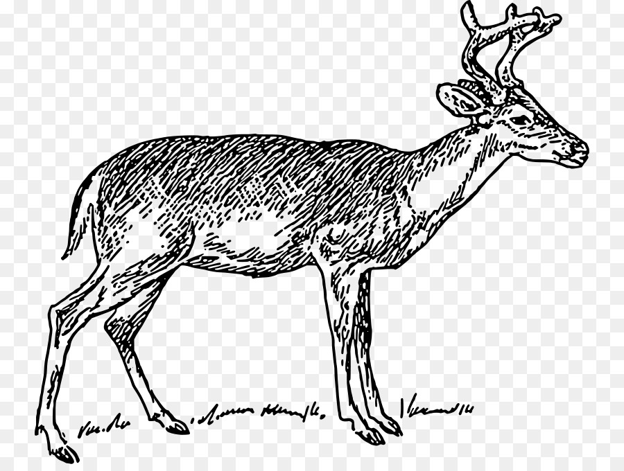White-tailed deer Reindeer Clip art - Free Deer Pictures png download - 800*670 - Free Transparent Deer png Download.