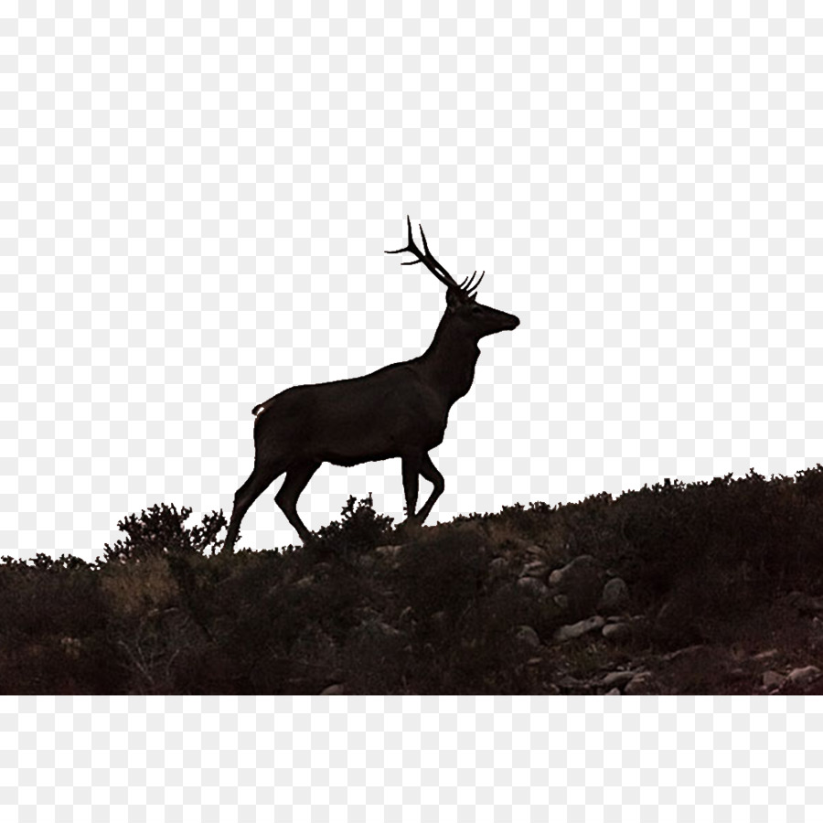 Elk Reindeer - Deer Quest png download - 1000*1000 - Free Transparent Elk png Download.