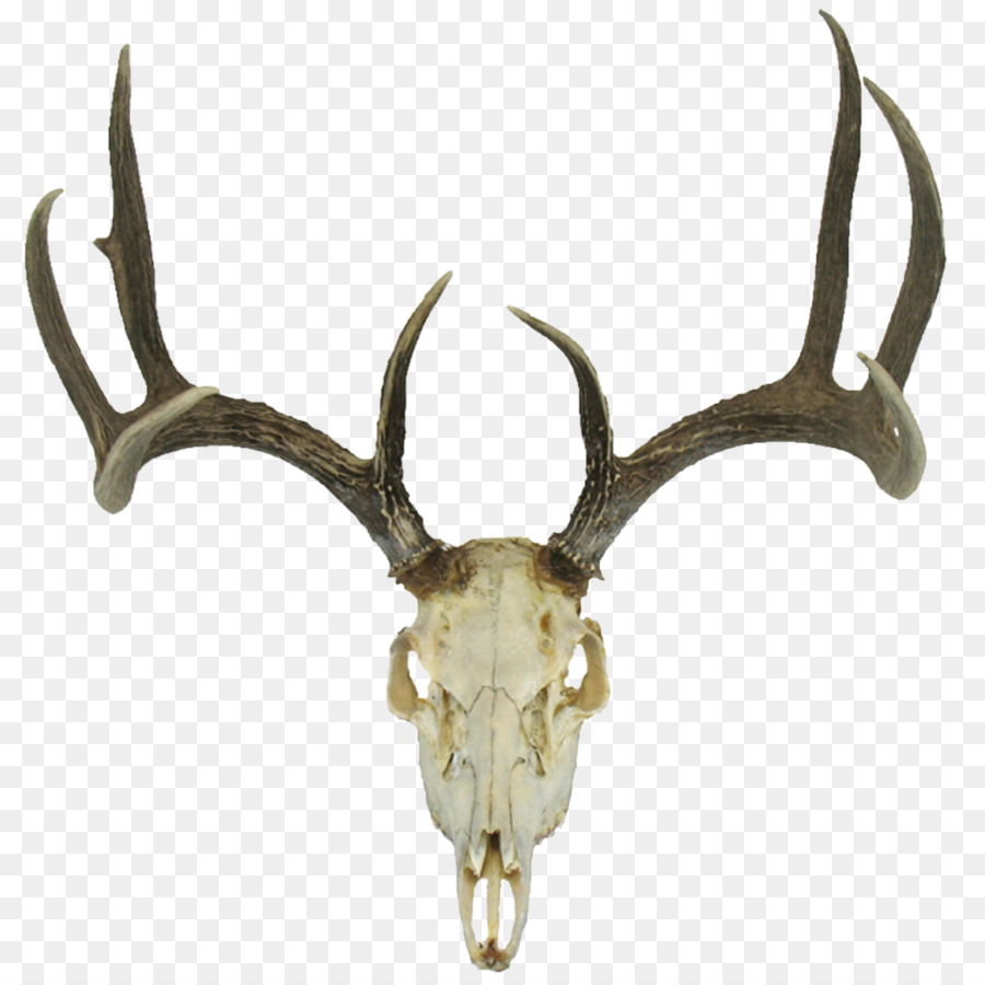 White-tailed deer Roe deer Reindeer Red deer - skull png download - 3500*3500 - Free Transparent Deer png Download.