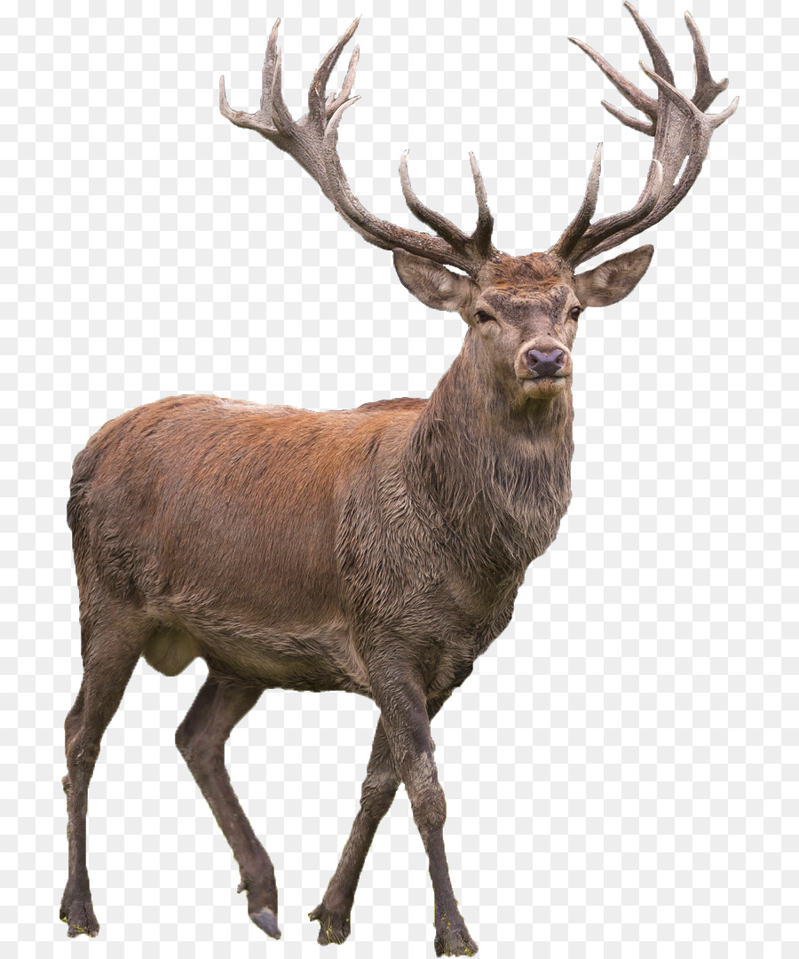 Red deer Elk Barasingha - deer png download - 767*1080 - Free Transparent Deer png Download.