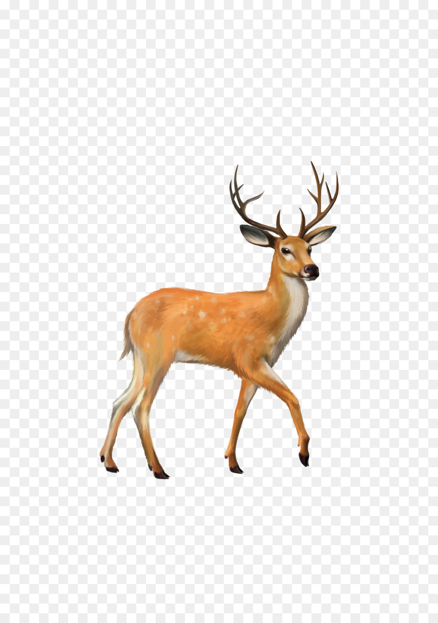 White-tailed deer Mule deer Clip art - deer png download - 2480*3508 - Free Transparent Deer png Download.