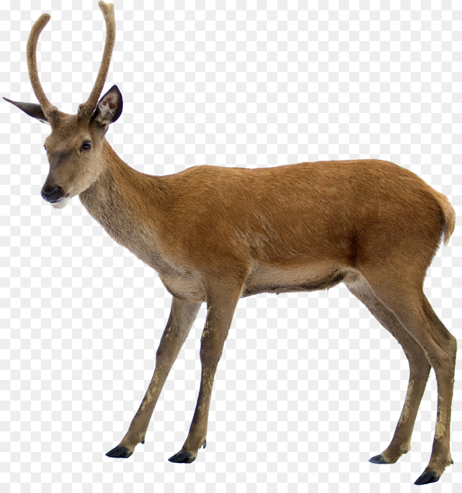 Reindeer Moose Clip art - antelope png download - 1000*1060 - Free Transparent Deer png Download.