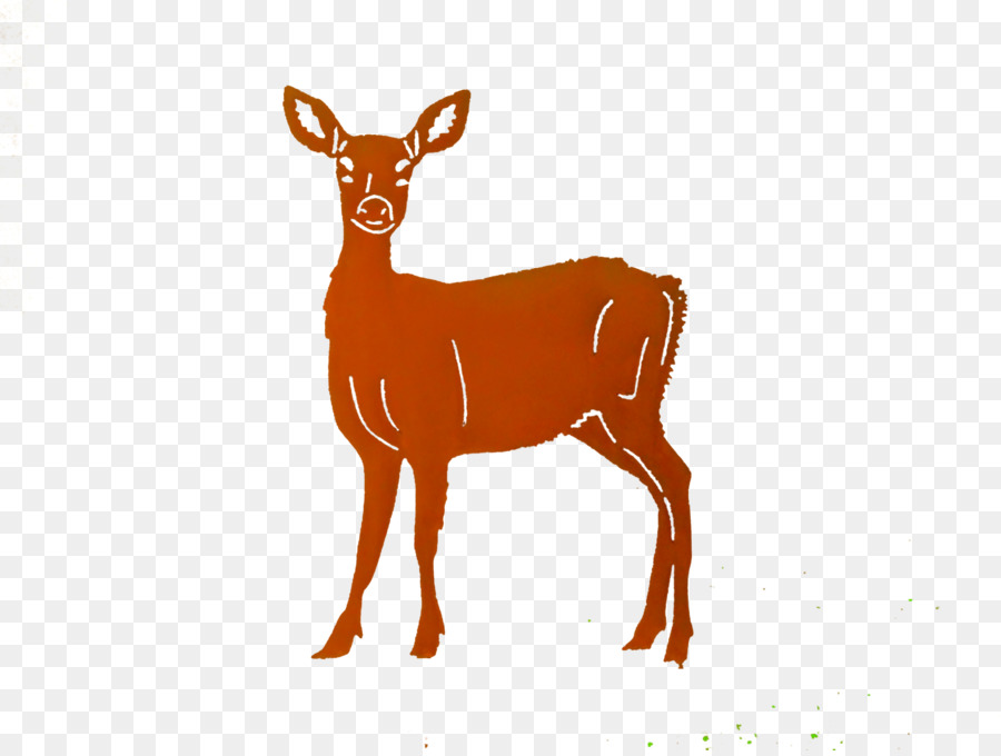 White-tailed deer Elk Reindeer Antelope - deer png download - 4608*3456 - Free Transparent Deer png Download.