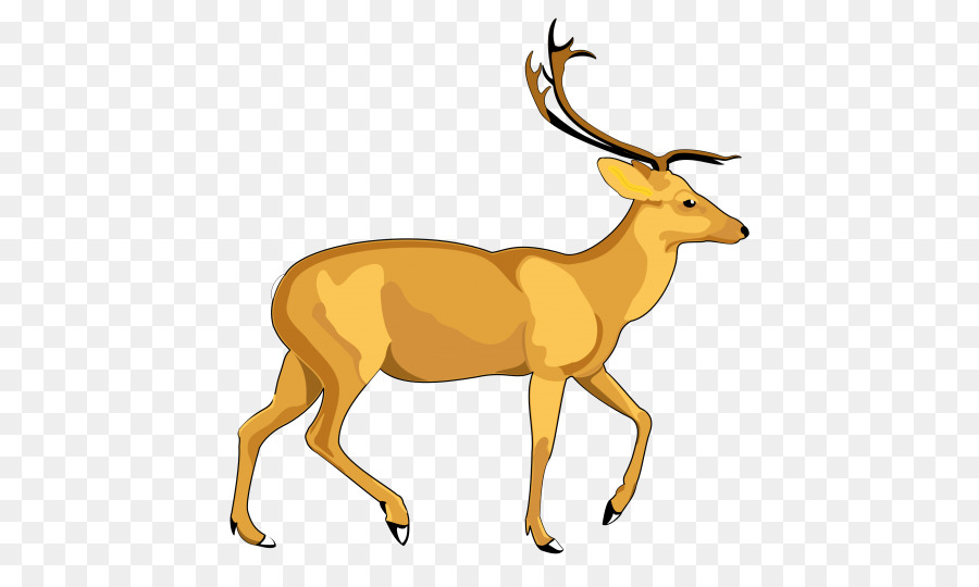 White-tailed deer Clip art - dear png download - 500*526 - Free Transparent Deer png Download.