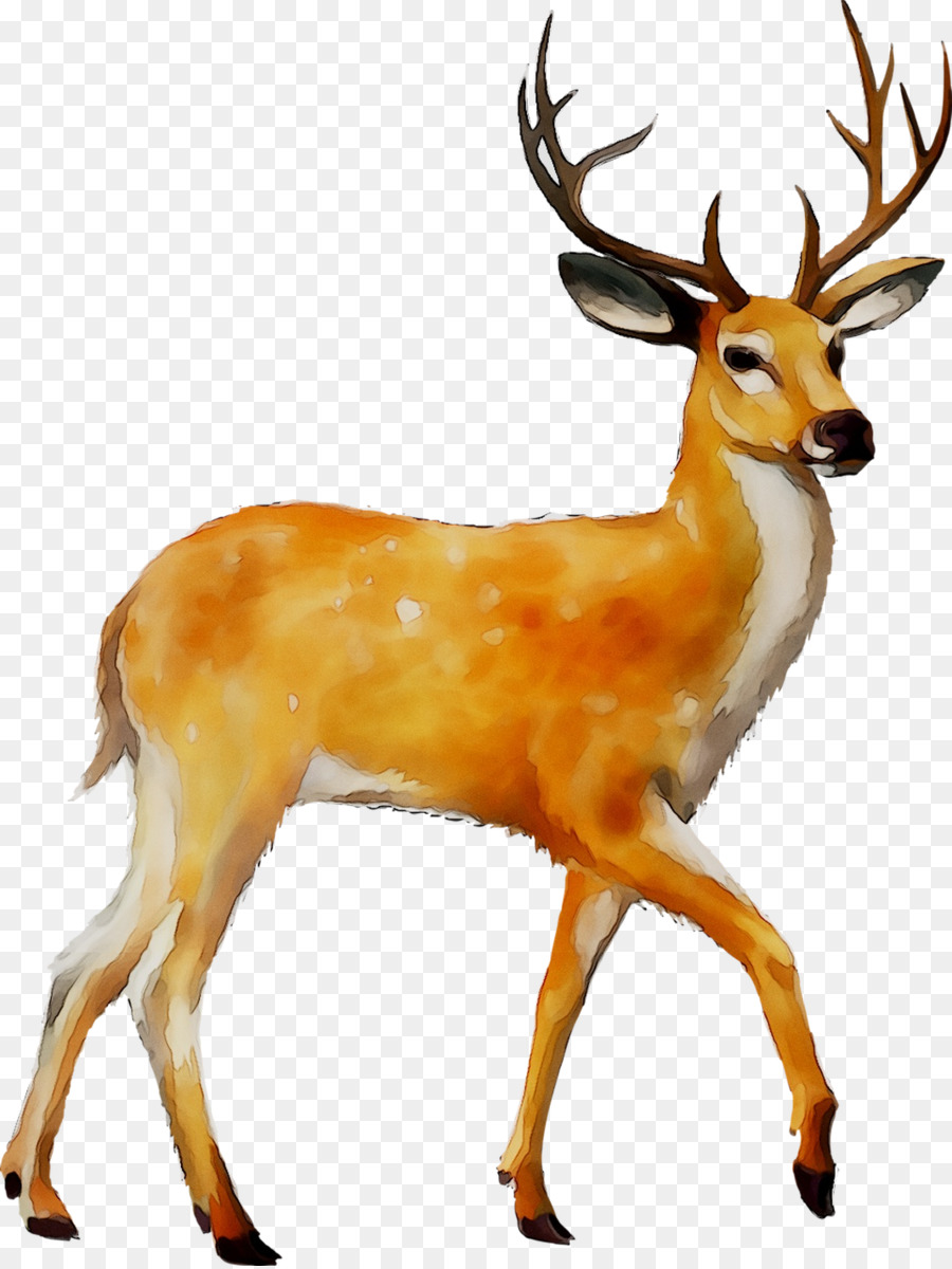 White-tailed deer Clip art Moose Mule deer -  png download - 1068*1420 - Free Transparent Whitetailed Deer png Download.