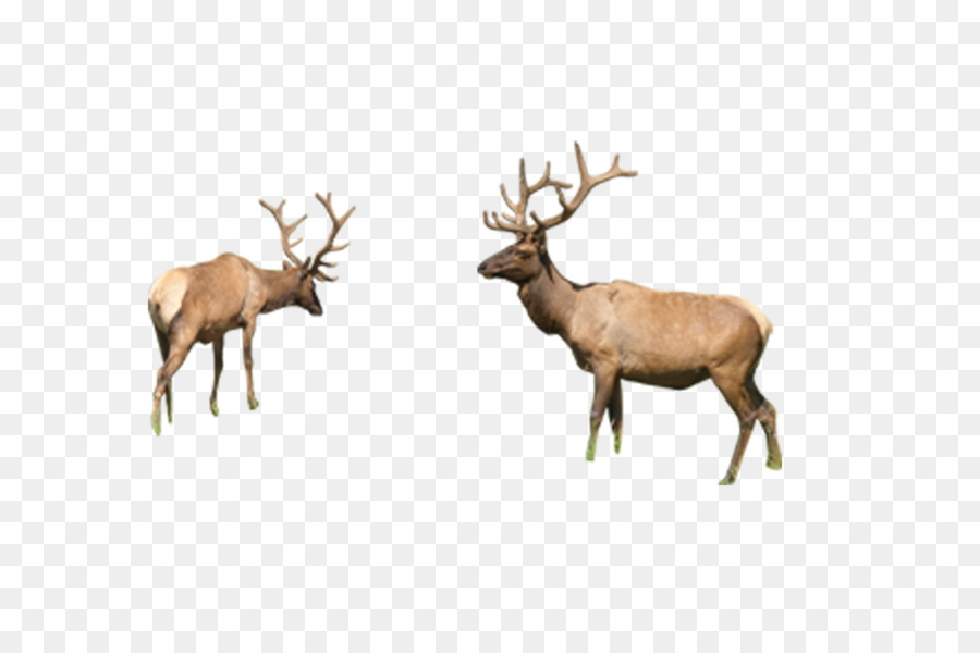 Reindeer Elk Sika deer - Deer, deer, animals png download - 5000*3286 - Free Transparent Deer png Download.