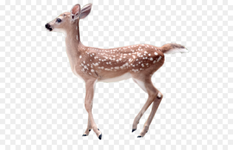 White-tailed deer Transparency and translucency Clip art - fawn png download - 612*566 - Free Transparent Deer png Download.