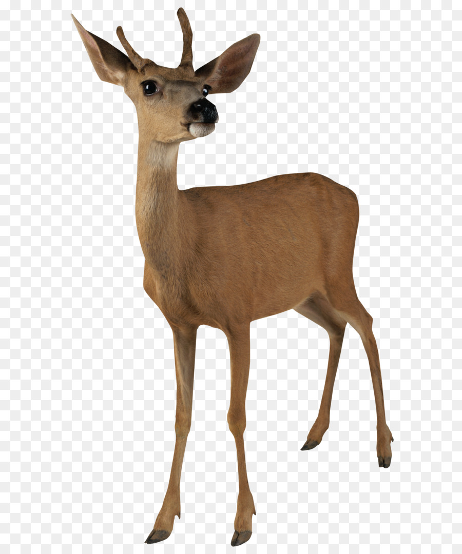 Deer Clip art - Deer PNG image png download - 1248*2053 - Free Transparent Deer png Download.