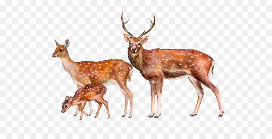 Deer Royalty-free Illustration Image Stock photography - deer png download - 640*448 - Free Transparent Deer png Download.