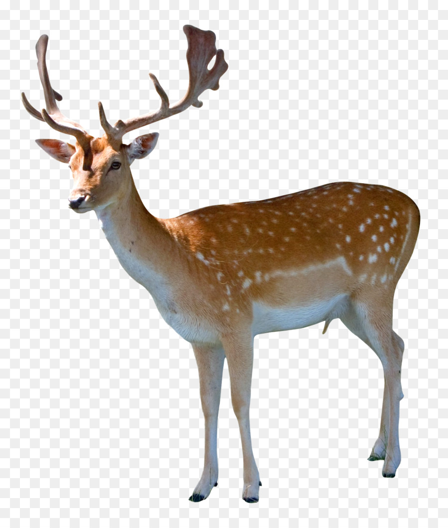 Deer Clip art - Deer png download - 1232*1438 - Free Transparent Deer png Download.