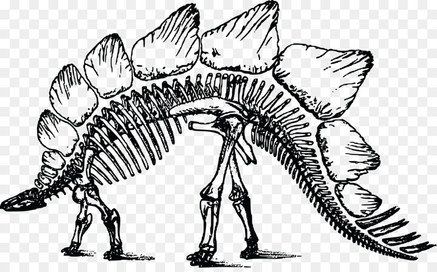 Stegosaurus Bone Wars Triceratops Skeleton - Skeleton png download - 4000*2451 - Free Transparent Stegosaurus png Download.