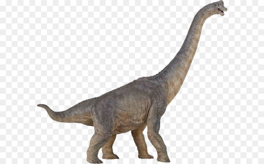 Brachiosaurus Dinosaur size Stegosaurus Spinosaurus - Dinosaur PNG png download - 1103*950 - Free Transparent Morrison Formation png Download.