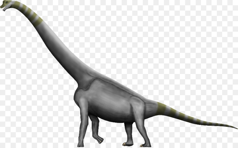 Brachiosaurus Argentinosaurus Dinosaur size Amphicoelias Morrison Formation - celsius png download - 2534*1567 - Free Transparent Brachiosaurus png Download.