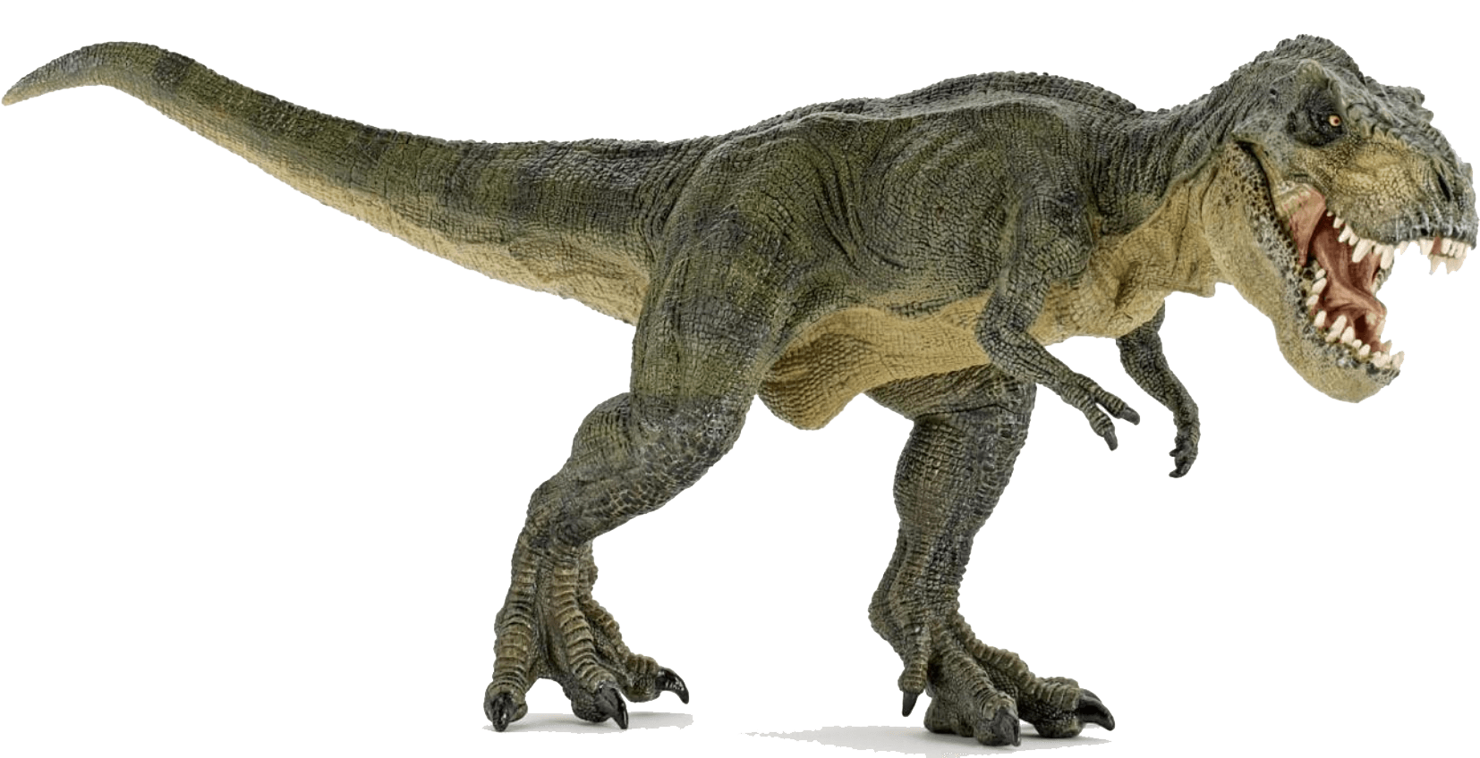Tyrannosaurus Velociraptor Spinosaurus Triceratops Ceratosaurus