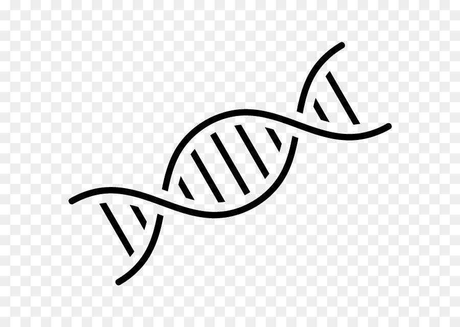 DNA Nucleic acid double helix Genetics Computer Icons - DNA png download - 800*640 - Free Transparent Dna png Download.