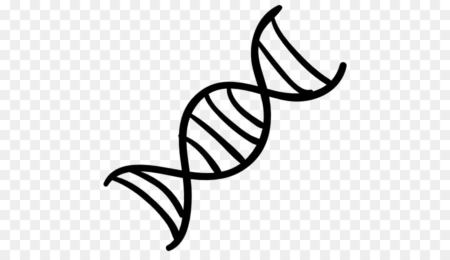 DNA Nucleic acid double helix Computer Icons Genetics - DNA png download - 512*512 - Free Transparent Dna png Download.