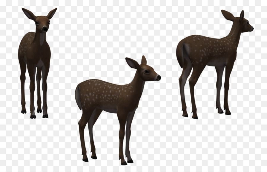 White-tailed deer Elk Clip art - fawn photos png download - 1024*645 - Free Transparent Whitetailed Deer png Download.