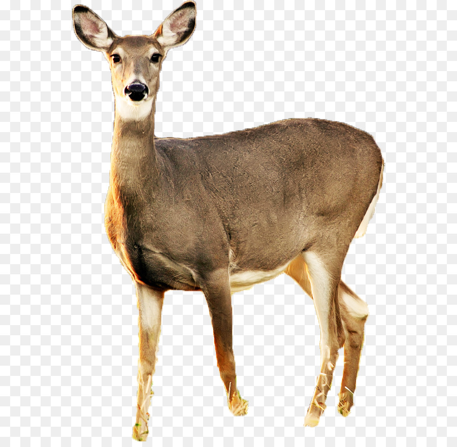 White-tailed deer Roe deer Musk deer Hunting - deer png download - 618*869 - Free Transparent Deer png Download.