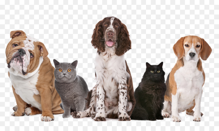 Dog And Cat png download - 768*768 - Free Transparent Cat png Download. -  CleanPNG / KissPNG