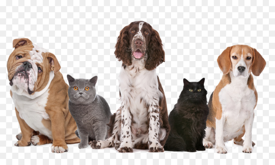 Dog United Kingdom Pet sitting Cat - Dog PNG Transparent Image png download - 1600*931 - Free Transparent Dog png Download.