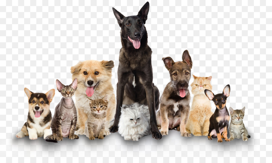 Dog–cat relationship Dog–cat relationship Pet sitting Veterinarian - Dog png download - 956*561 - Free Transparent Dog png Download.