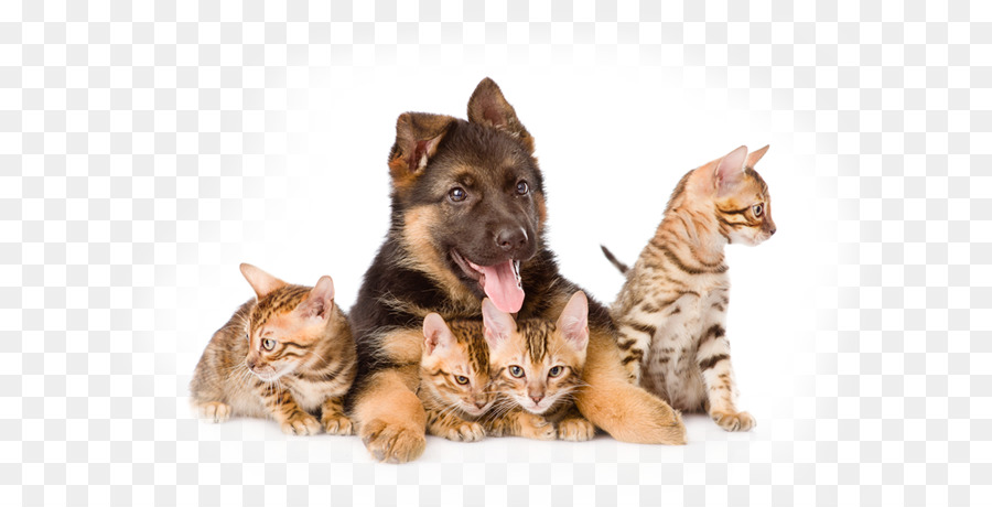 Kitten German Shepherd Puppy Dog breed Bengal cat - same dog and cat png download - 863*458 - Free Transparent Kitten png Download.