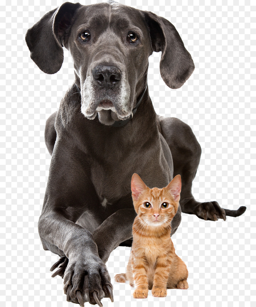 Dog–cat relationship Puppy Presa Canario Staffordshire Bull Terrier - Cat png download - 835*1080 - Free Transparent Cat png Download.
