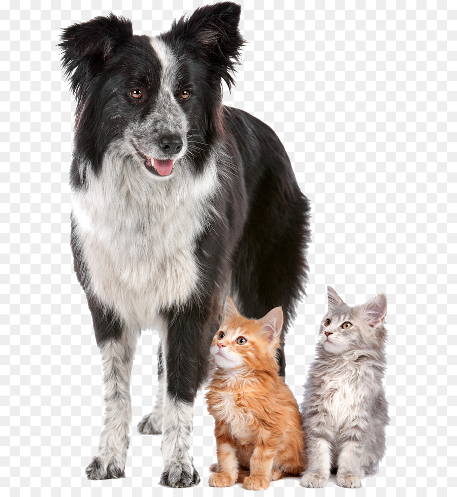 Pet sitting Dog Cat Puppy - Dog png download - 800*968 - Free Transparent Pet Sitting png Download.