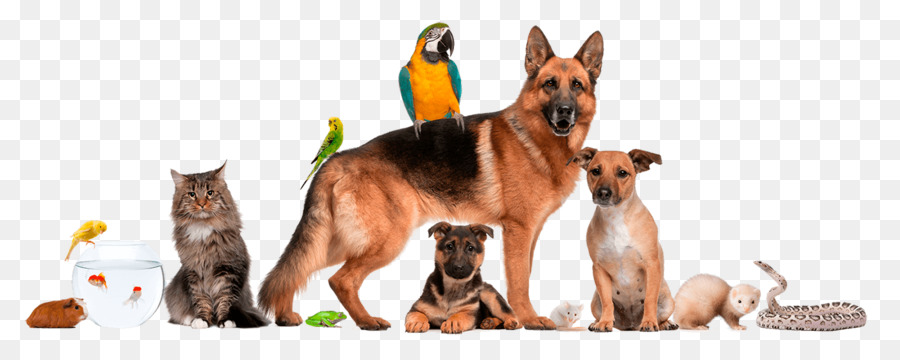 Dog Cat Pet Shop Veterinarian -  png download - 1400*531 - Free Transparent Dog png Download.