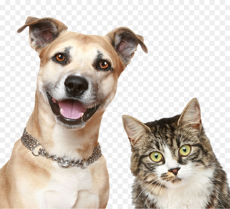 Dog Cat Puppy Pet sitting - Pet dog cat png download - 1000*910 - Free Transparent Dog png Download.