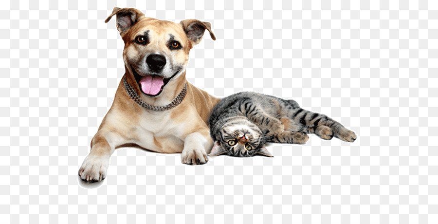 Dog–cat relationship Pet sitting Dog–cat relationship Veterinarian - dogs and cats png download - 600*450 - Free Transparent Cat png Download.