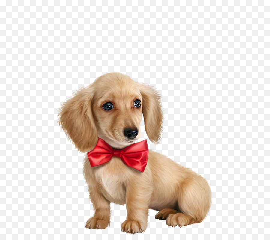 Golden Retriever Puppy Dog breed - golden retriever png download - 559*800 - Free Transparent Golden Retriever png Download.